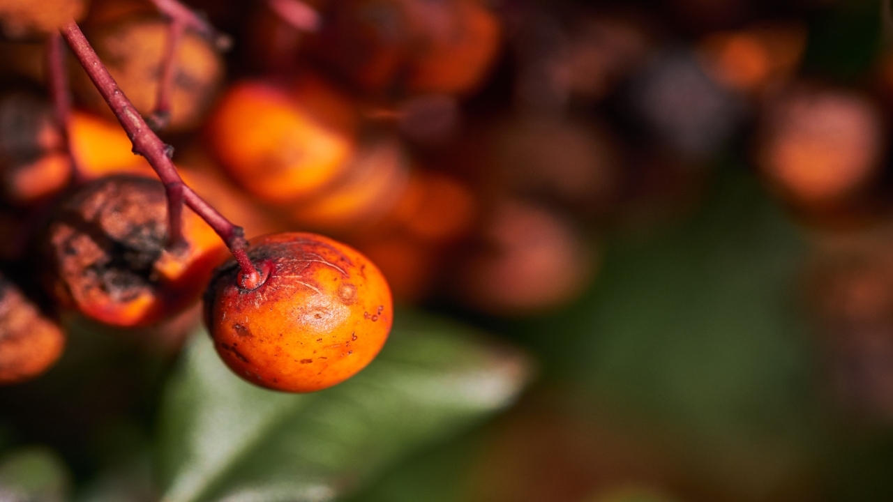 The people, profits and environmental debate behind Sri Lanka’s oil palm industry