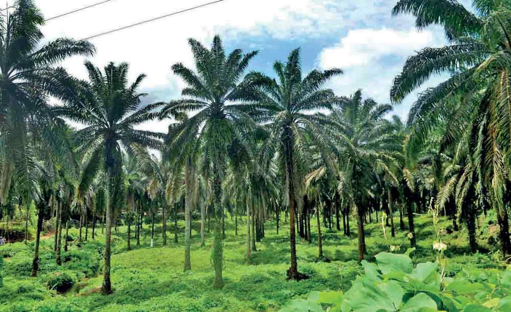 Dispelling myths from the soil of Nakiyadeniya