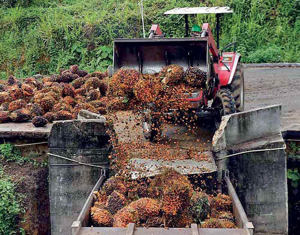 Environmental management within Nakiyadeniya oil palm estate