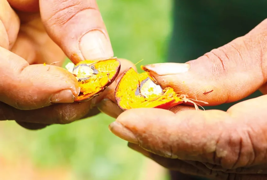 කටු පොල් ඇයි අවුල්ද? පදනම් විරහිත ප්‍රතිපත්ති නිසා රටට අහිමි වෙන්න යන කටු පොල්
