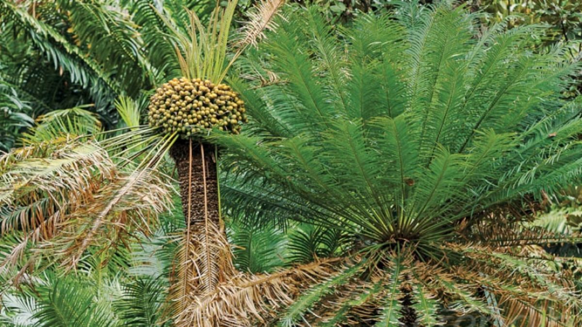 Oil palm ban to be lifted amid resurfacing environmental concerns